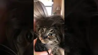 Funny Pets 😸 funny cats talking 🐱 # Part 1595