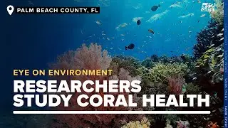 Coral Conservation: Local marine researchers study coral health to combat climate impacts