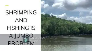 Mangrove Ecosystem: Threats and Solution