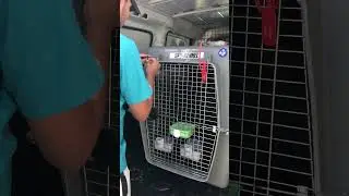 Shipping a dog to a different continent #shorts #pettravel