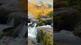 MEDITATION IN THE FOREST: THE STREAM AND BIRDSONG AS COMPANIONS.