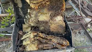 Smoked Honey? Bee removal from barbecue pit