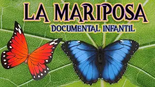 LA MARIPOSA 🦋🐛 | Documentales para ni&ntilde;os sobre animales  | LOS INSECTOS