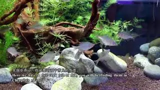 Swild Museum's Introduction Video