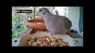 REHENT Smart bird feeder camera with AI siren alarm to drive away squirrels