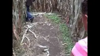 Zion's Corn Maze Meltdown