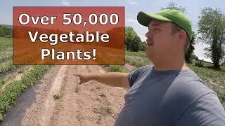 IRRIGATING THOUSANDS OF VEGETABLE PLANTS!