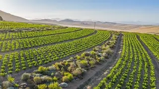 Mullineux - an introduction to our Vineyards and Winery