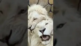 #foryou uae lion king #subsribe