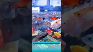 Высококачественный сушеный мотыль для улучшения роста и окраски рыб.
