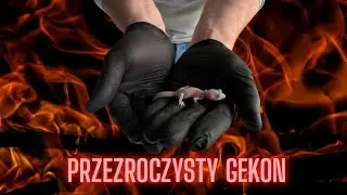PRZEZROCZYSTY GEKON !!! Nowe odmiana na hodowli - FIRE !