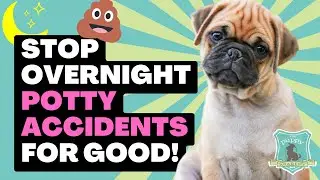 Stop Overnight Potty Accidents