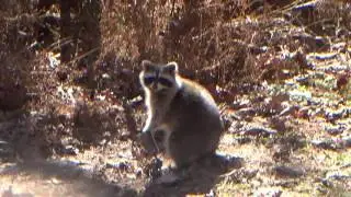 West Virginia Trapping- day 2 Coon caught in a Z trap coon cuff