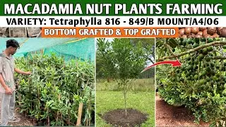 BUY GRAFTED MACADAMIA NUT PLANTS FROM @NORTHEASTGREENNURSERY IN INDIA |MACADAMIA NUT PLANTS FARMING 