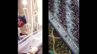 About Kani Work Kashmiri Shawl🥰#shortsfeed #kani #kashmiri