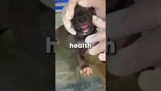 This Puppy Was Saved!