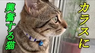 キジトラ猫　カラスに大興奮のまりも君