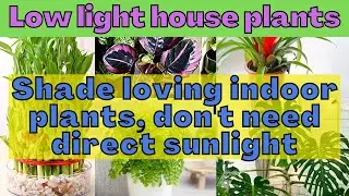 Which Indoor Plants Can't tolerate direct sunlight? House plants that don't like direct sunlight