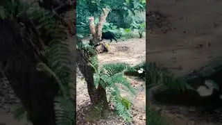 ZOO NEGARA #malaysia #support #zoo #negara