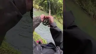 This fish wanted my nymph&hellip;. So he came back for it #rainbowtrout #flyfishing #fishing #adventure