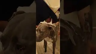 Gypsy here 🐶  I haven't put a video out in a few weeks. I'm still here 🐶