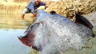 Top 10 Hand Fishing video River Side Excellent Searching For Catching Big Fish Underground #fishing