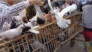 اسعار الحمام في سوق الجمعه السيدة عائشة يوم 30/1/2026 حمام غزار وزينه... ابو مجدي 