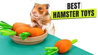 3 BEST Hamster Toys - Don&rsquo;t Let Your Hamster Get Bored!