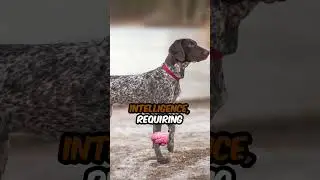 The Dynamic Dog: The German Shorthaired Pointer! #shorts #germanshorthairedpointers