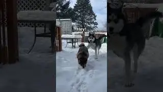 Snow-nado!😄 #shorts #shibainu #husky #dog #pets #cute #funny #happyhusky #zooming