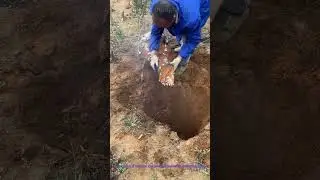 Ant Nest Art: Digging & Preserving a Natural Colony Structure