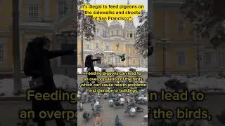 Fascinating Laws: Why Feeding Pigeons in San Francisco is illegal┃ Pigeon Feeding in San Francisco