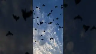 Birds Slow motion #sunset #birds #sun #shorts #youtubeshorts