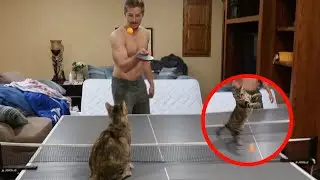 THIS CRAZY CAT CAN PLAY PING PONG!