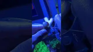 How to frag hammer coral! Should I give it away for Christmas?