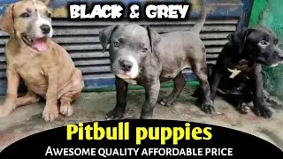Best quality pitbull puppies for sale | grey color pitbull |@EynathegsdLife