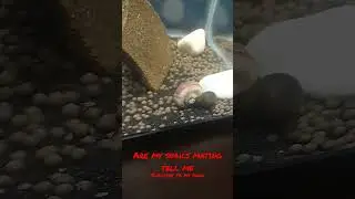 Fresh water Polar Blue Convict tank but are my snails mating  #animals #reptiles #fish #fyp