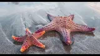 ESTRELLAS DE MAR Asteroidea, Documental de las estrellas de mar, Estrellas de mar Curiosidades