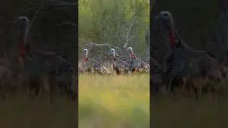 South Texas TURKEY HUNT! *First Rio*