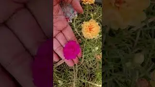 happy gardening......jay hind ......