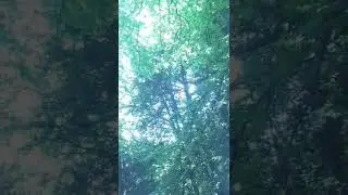 2022-05-13 - Forest LightCodes - AquaRay Transmission Light Language ..continued