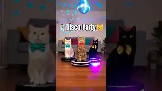 3 Cats, 1 Beat &mdash; The Disco Roomba Show 😺🎶🐾