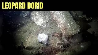 Леопард Дорид | Морская Дикая Природа Моря Салиш