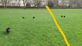 Boundary line for parents & last year's baby & partner's territory Jan 24