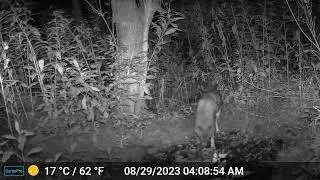 COYOTE CAUGHT ON TRAIL CAM: (footage via Jeff McCool