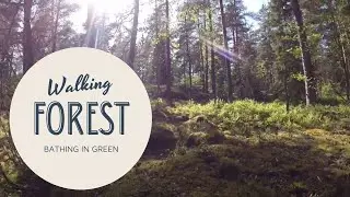 Walking in Finnish summer forest in June | Forest Bathing
