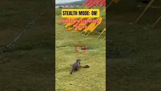 This Cat's Hunting Skills Are Next Level! 😼🎯 (Watch the Speed) #Shorts #shortsfeed #ytshorts #viral