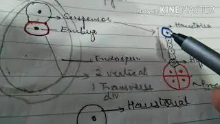 Dicot Embryogeny