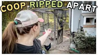 Наши КУРИЦЫ на заднем дворе пережили НАПАДЕНИЕ МЕДВЕДЯ?!