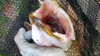 10 and 12lb Pike - Thursday 26th November Deadbaiting